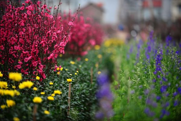 Thư chúc mừng năm mới Xuân Mậu Tuất 2018 của Hiệu trưởng